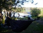 Tree Morning Wilderness Hammock Grass